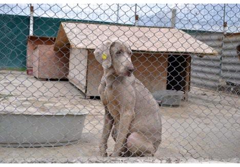 EUTANASIERE CU MĂSURĂ. În 2013, orădenii au luat acasă 375 de maidanezi, dar nimeni n-a optat pentru adopţia la distanţă, care permite ţinerea animalului în adăpostul Grivei. Alţi 156 de câini au fost eutanasiaţi, însă doar pentru că erau bolnavi incurabil